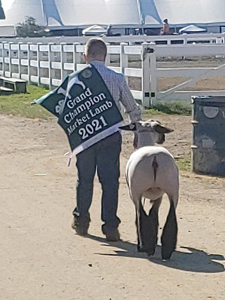 Howell Club Lambs Winners